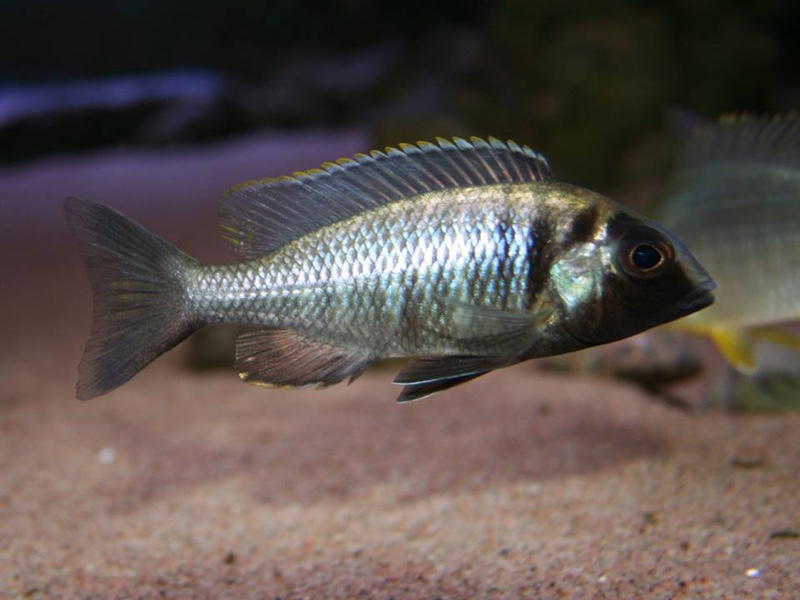 Placidochromis electra 'Gome'